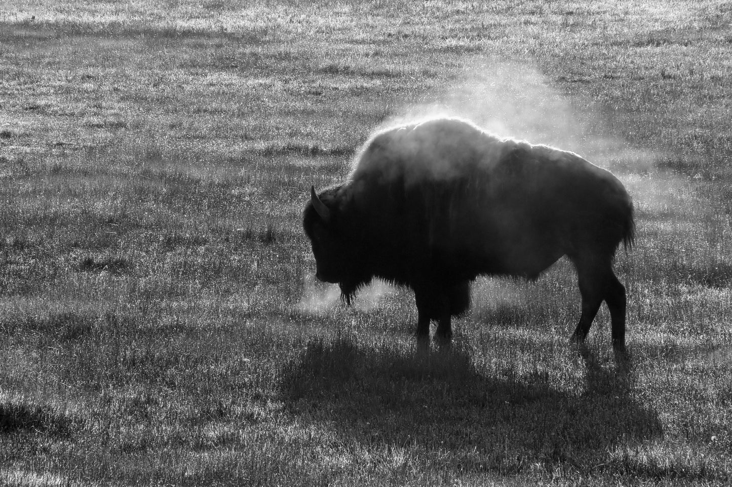 ''Black and White Buffalo'' Tempered Glass