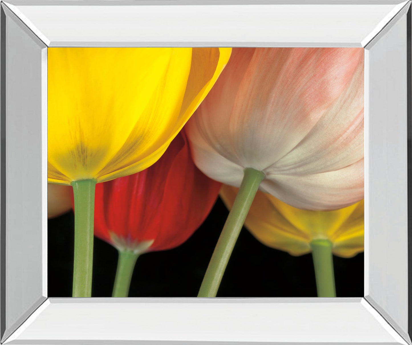 Sunshine Tulips By Frank, A.