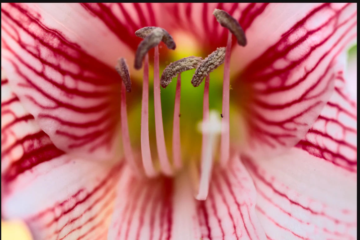 Macro Floral Assorted Canvas 36" x 48"