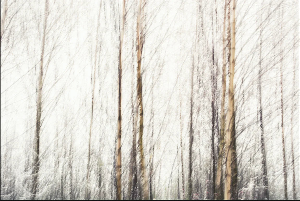 Impressionistic Forest Assorted Canvas 36" x 48"