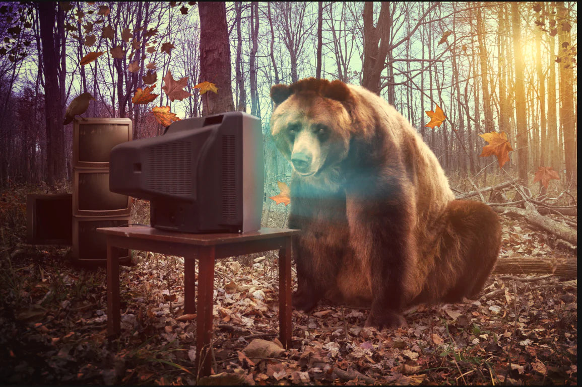 Bear TV Assorted Canvas 36" x 48"