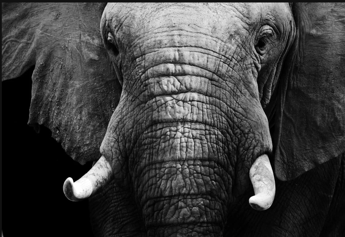 Elephant Close-Up Assorted Canvas 36" x 48"