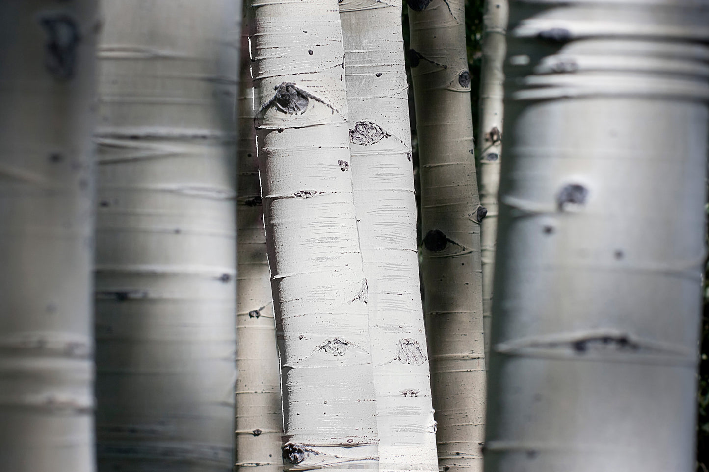 ''Aspen Trunks'' Tempered Glass