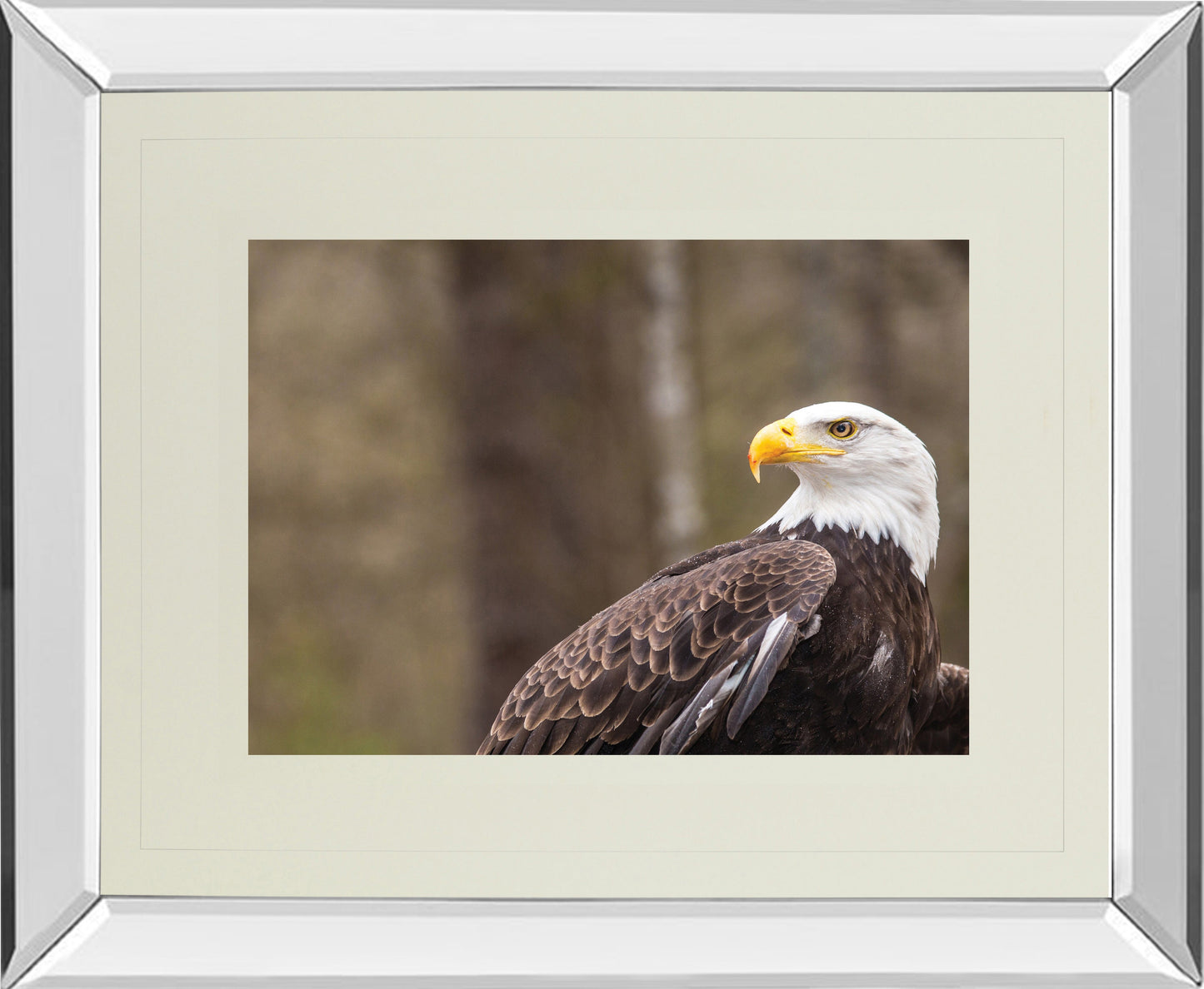 Mirrored Frame Majestic Eagle By Garytog