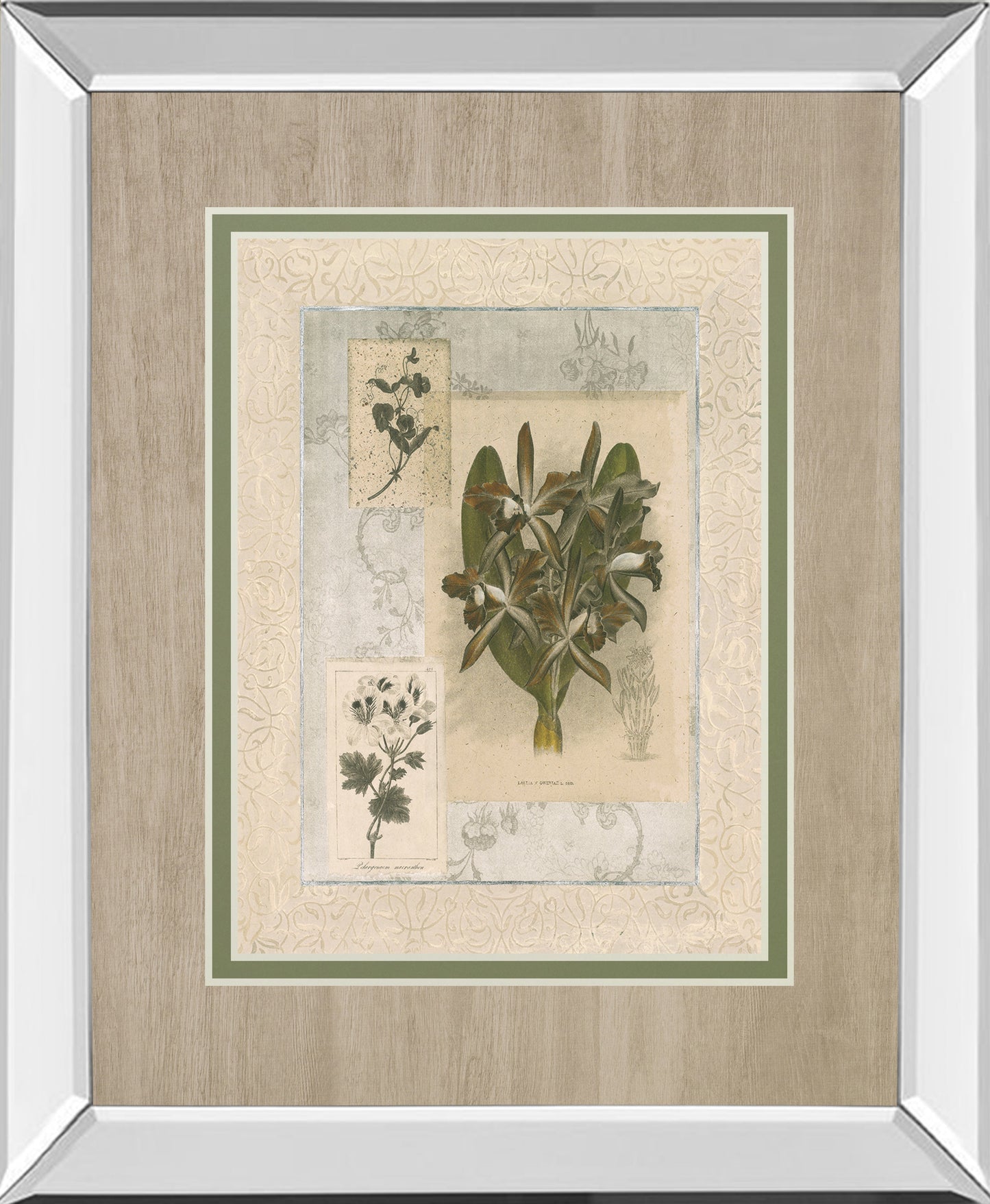 Histoire Du Orchid VII By Carney