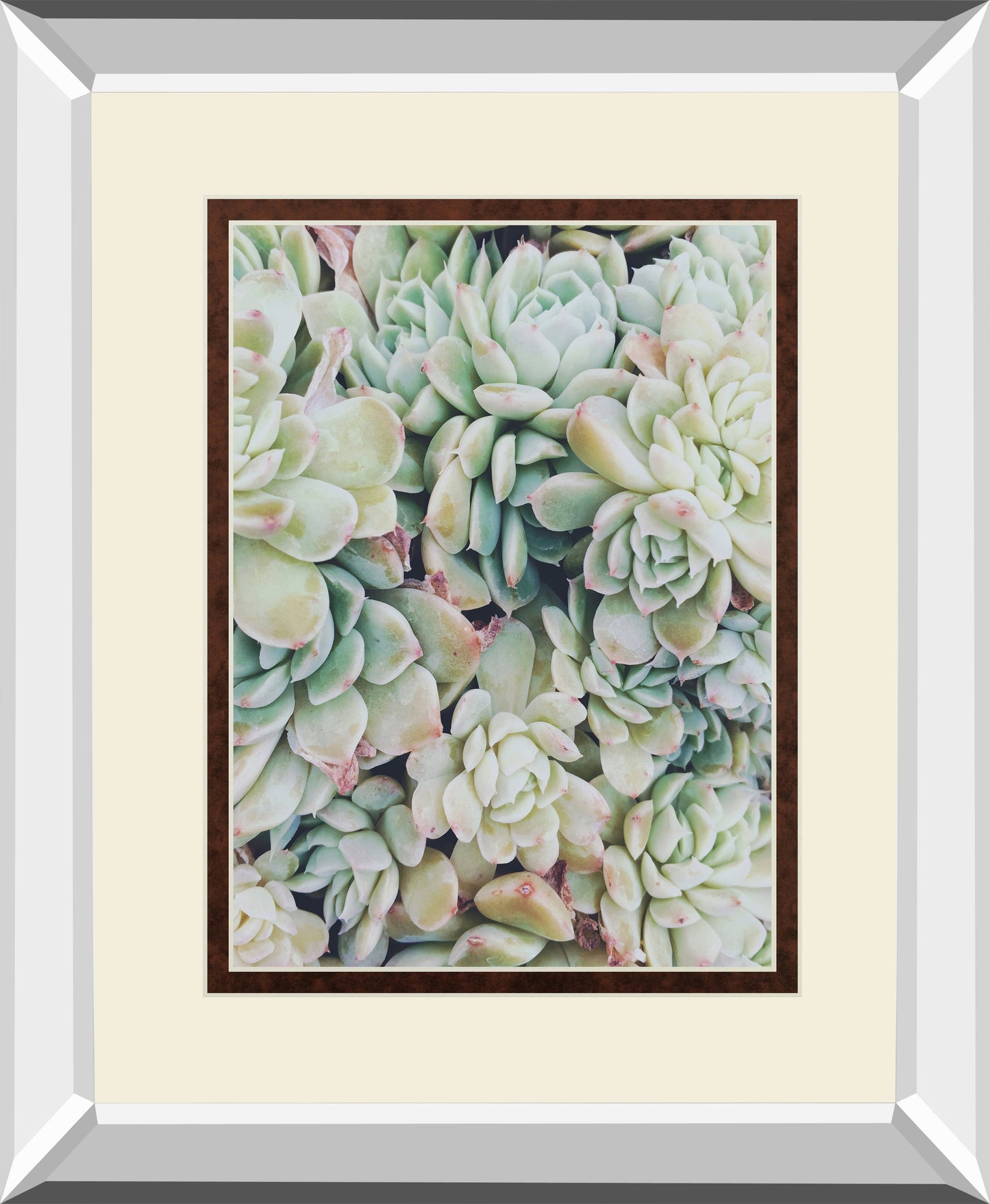 Translucent Succulents by Chelsea Kedron