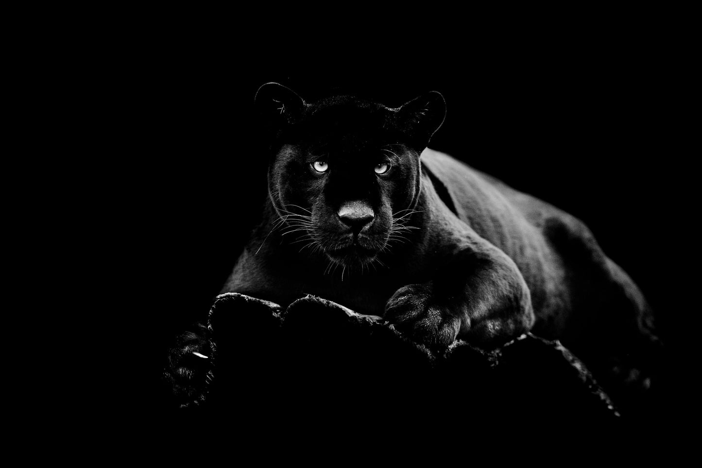 ''Black Panther'' Tempered Glass