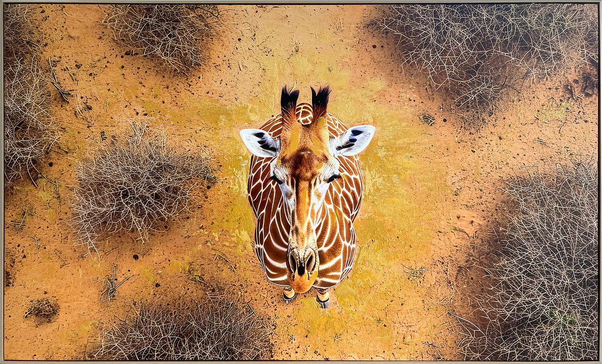 Savanna Gaze Hand-Embellished Canvas in Frame