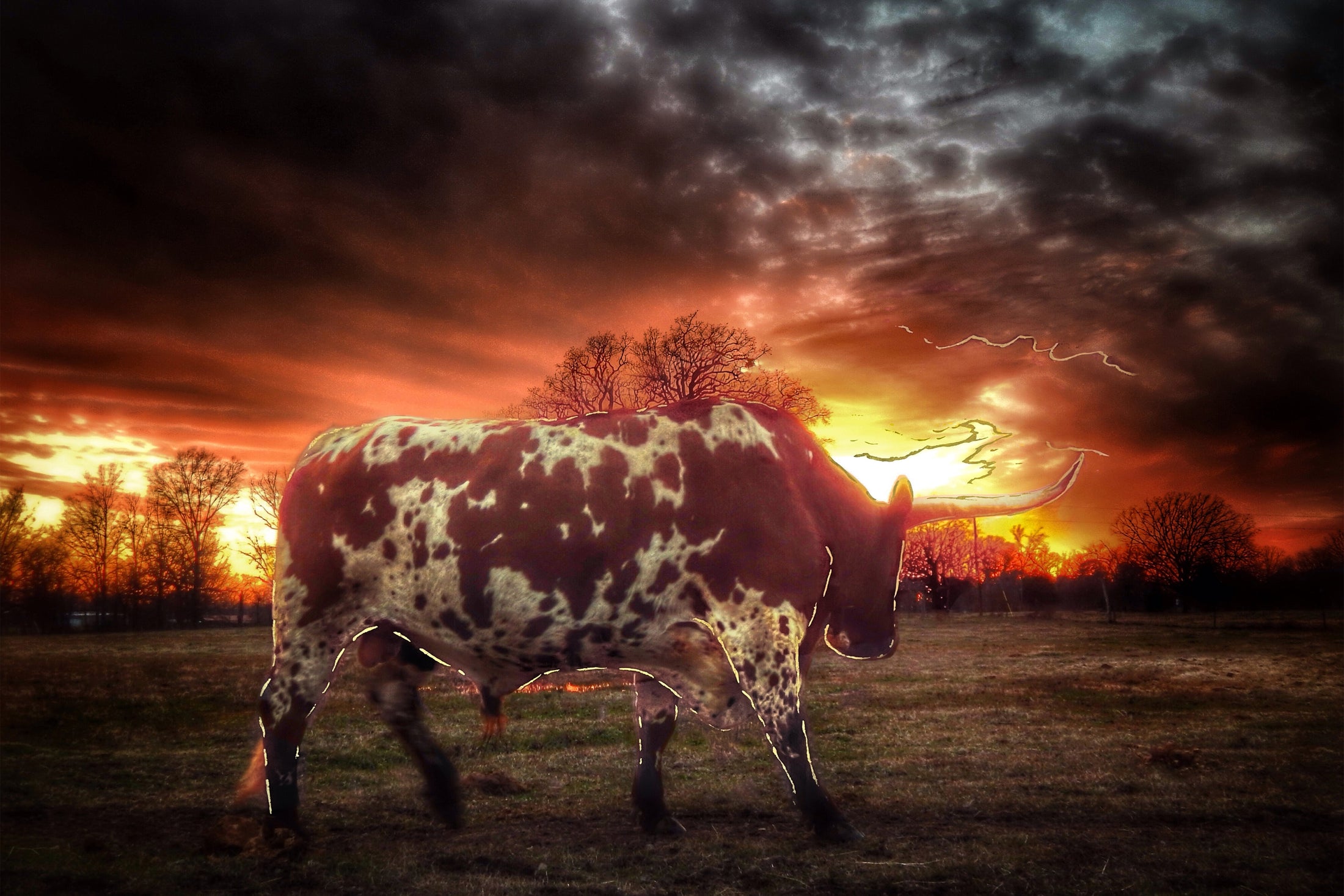 ''Longhorn at Sunset'' Tempered Glass
