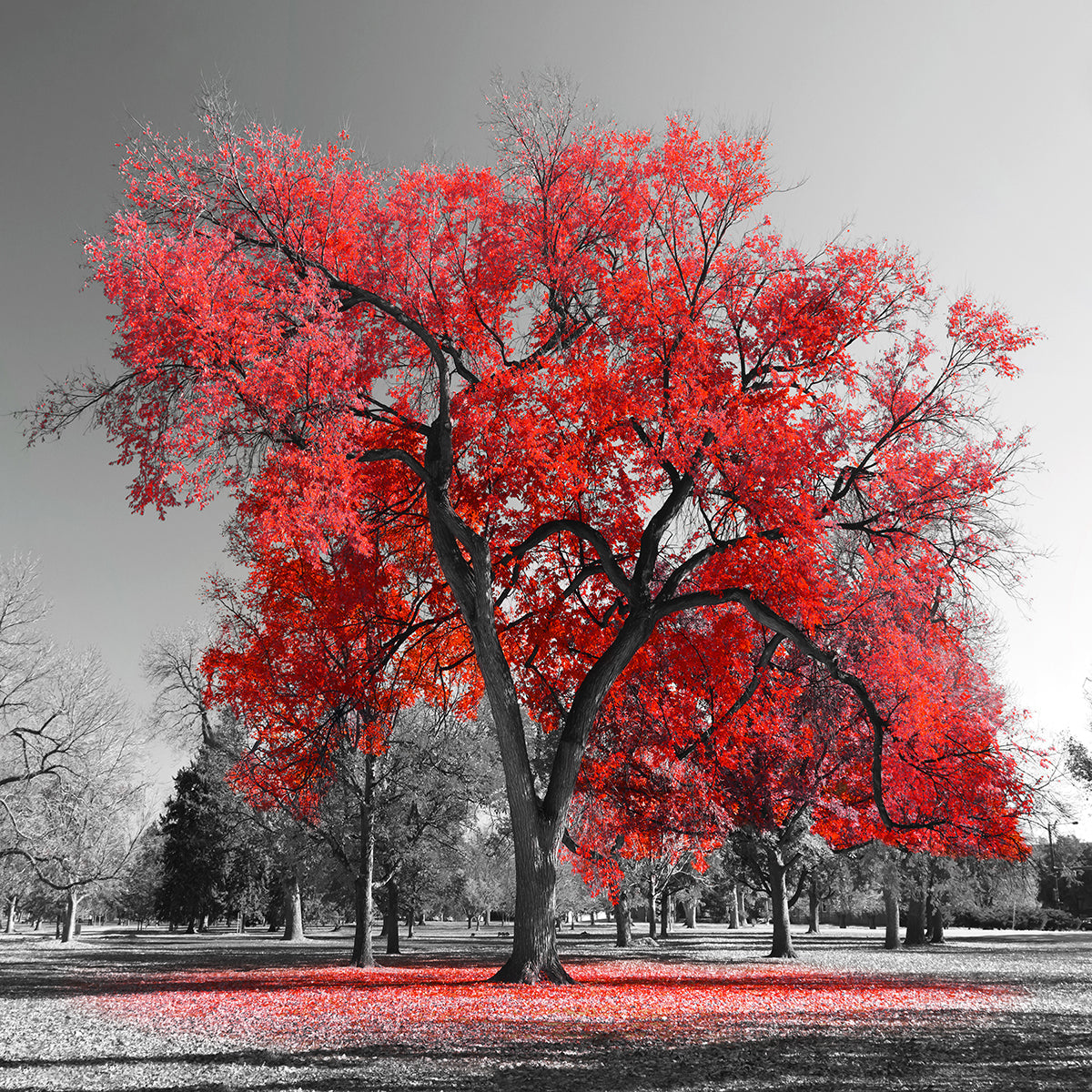 ''Red Oak'' Tempered Glass
