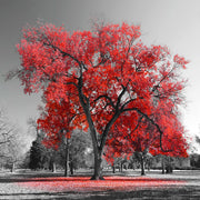 ''Red Oak'' Tempered Glass
