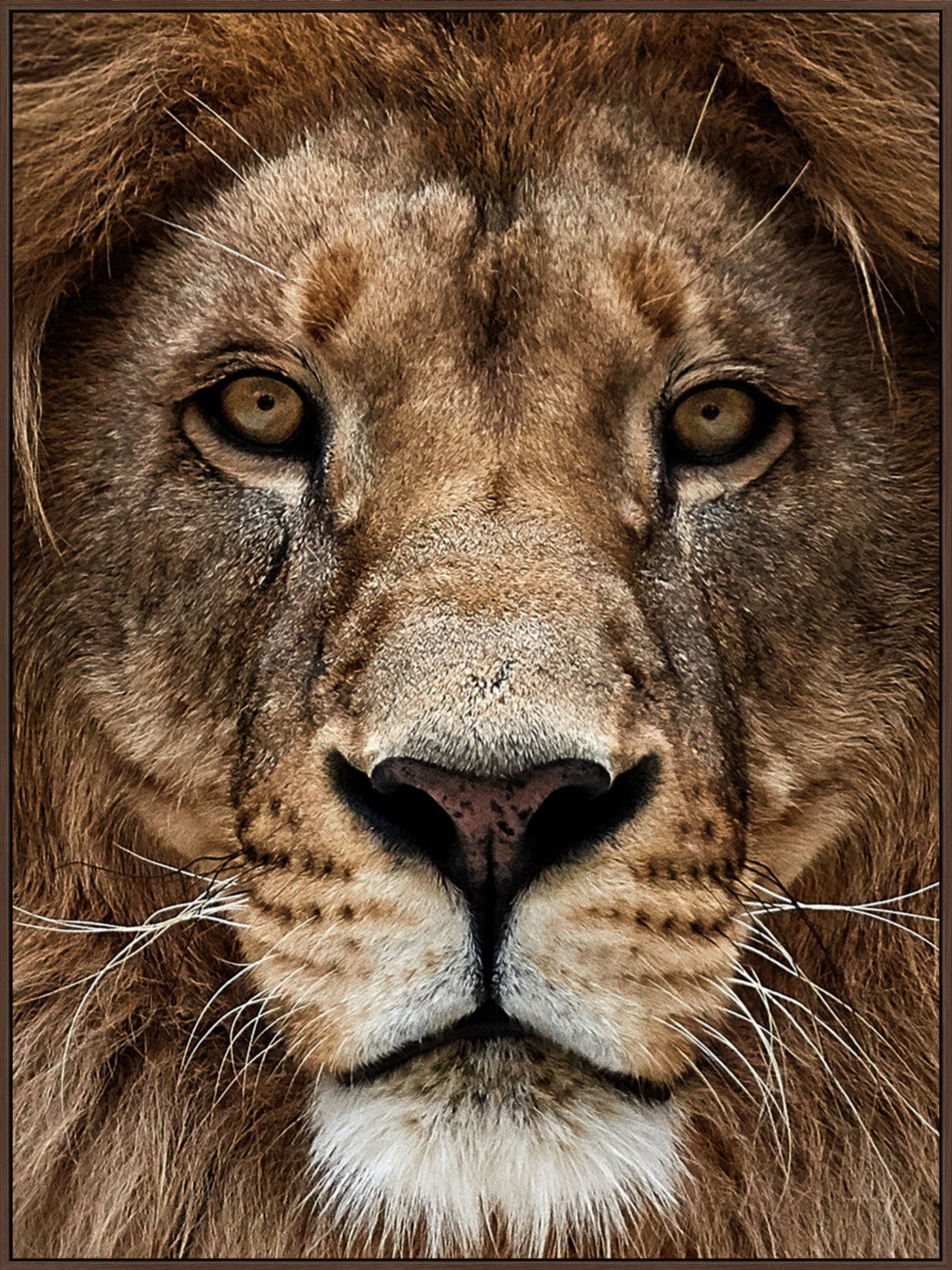''Lion Zoom'' Gloss Canvas in Frame