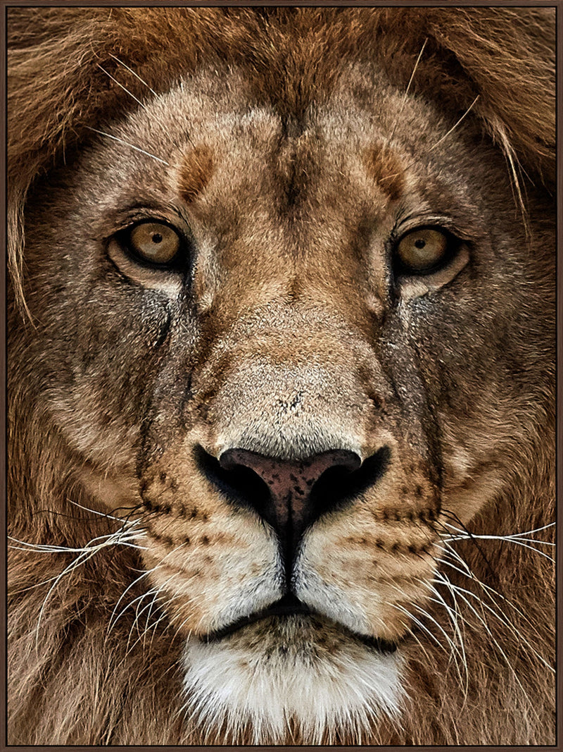 ''Lion Zoom'' Gloss Canvas in Frame