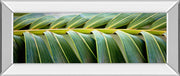 Mirrored Frame Palma I By Susan Bryant