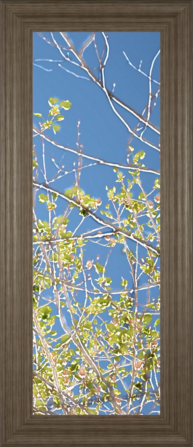 Spring Poplars IV By Sharon Chandler
