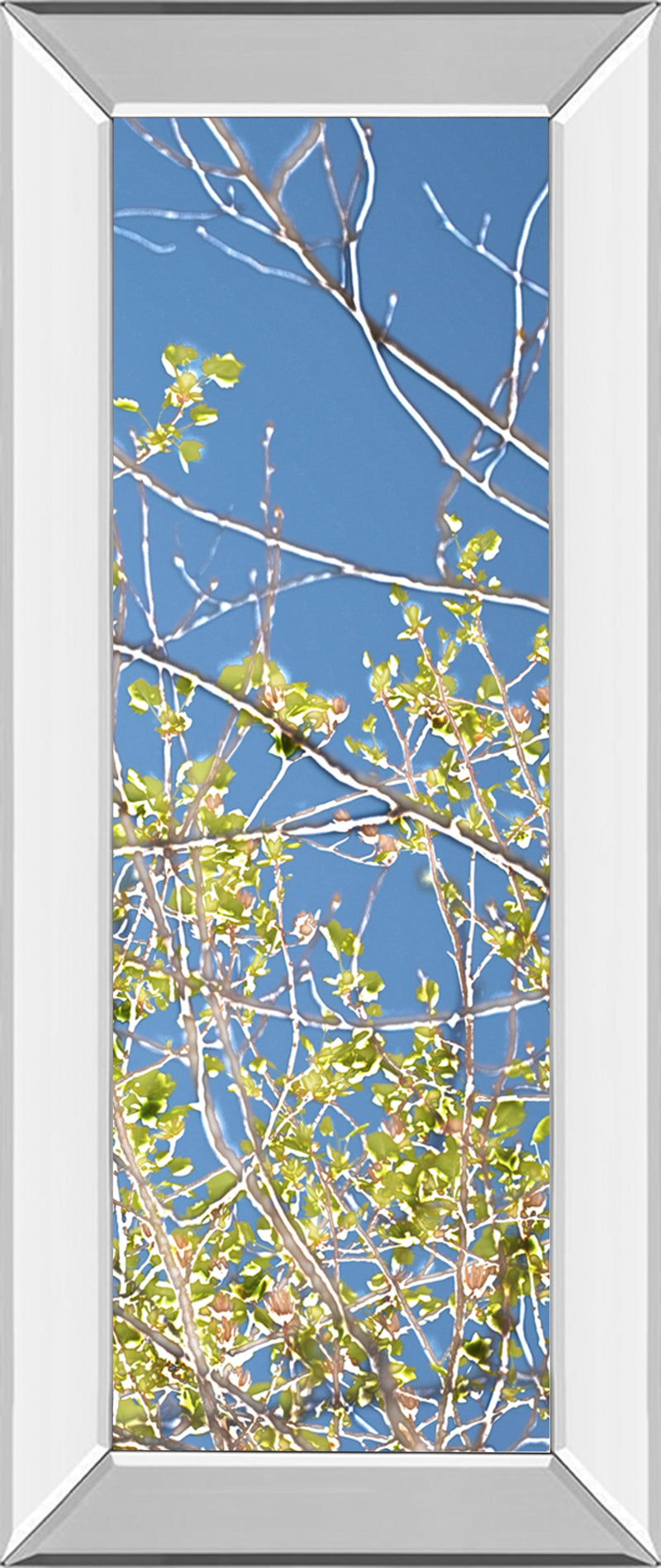 Mirrored Frame Spring Poplars IV By Sharon Chandler