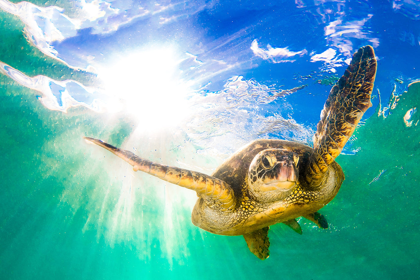 ''Sea Turtle'' Tempered Glass