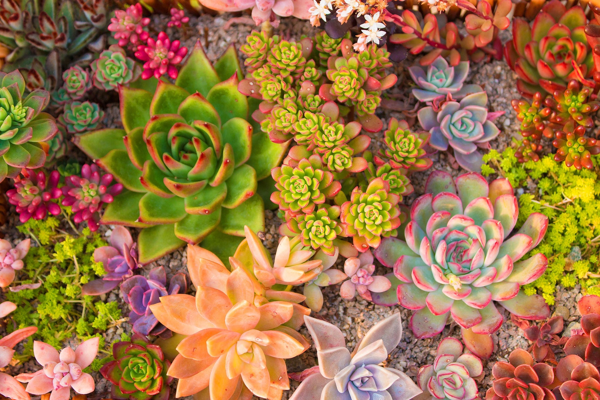 ''Succulent Dreams'' Tempered Glass