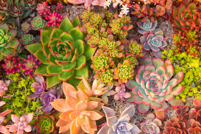 ''Succulent Dreams'' Tempered Glass