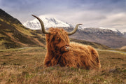 ''Highland Cow'' Tempered Glass