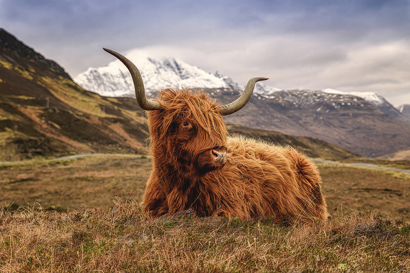 ''Highland Cow'' Tempered Glass
