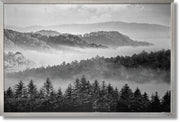''Black and White Misty Forest'' Brushed Aluminum in Frame