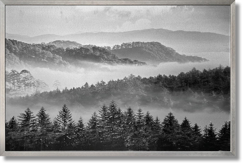 ''Black and White Misty Forest'' Brushed Aluminum in Frame