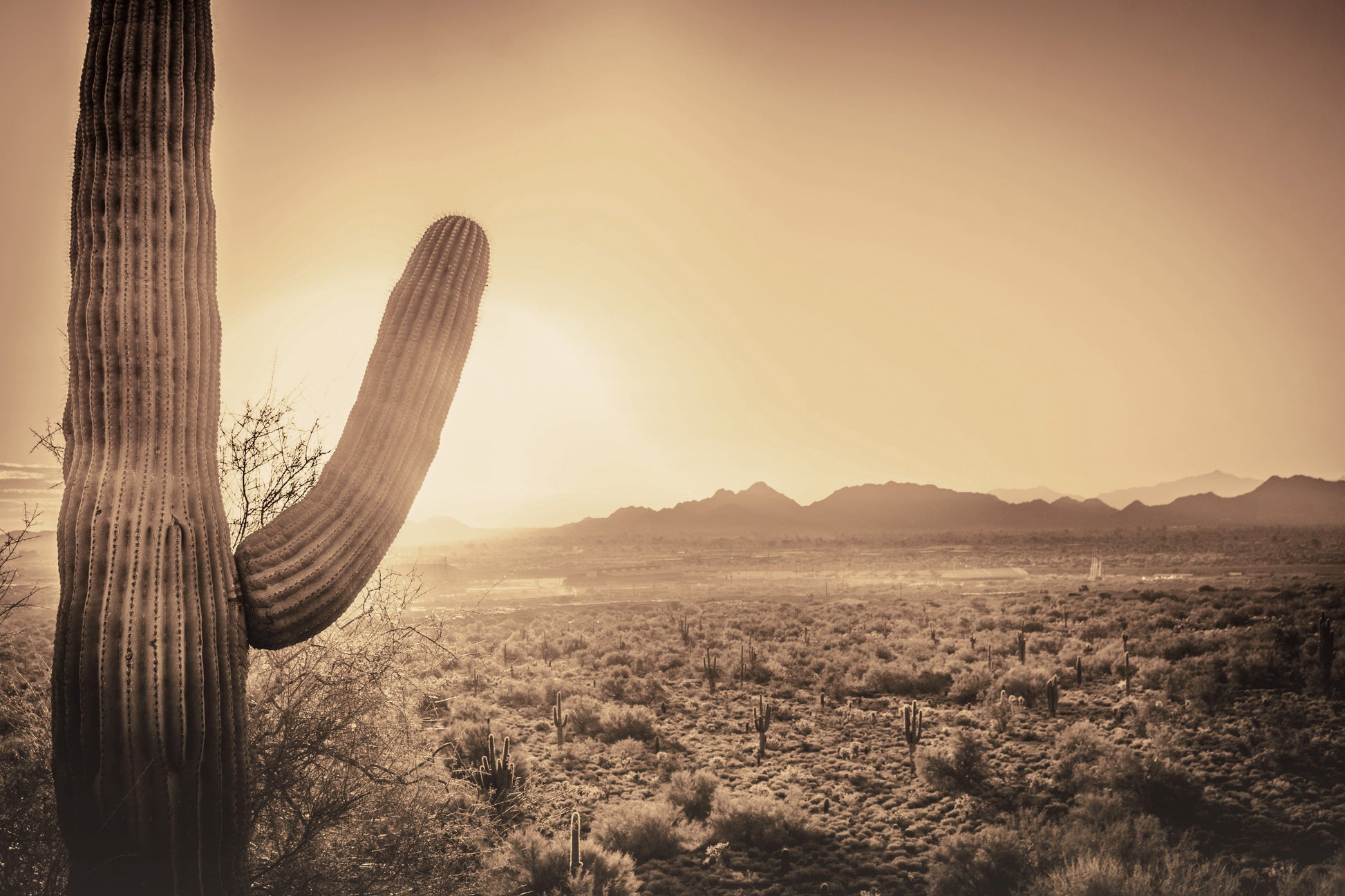 ''Desert Cactus'' Tempered Glass