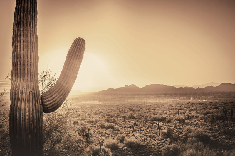''Desert Cactus'' Tempered Glass