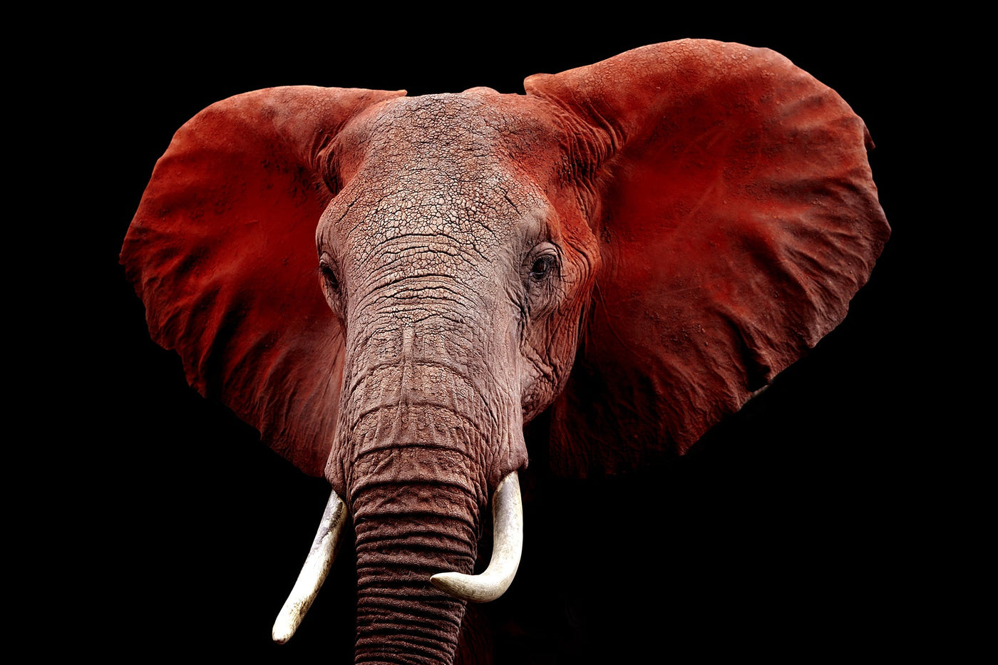 ''Red Elephant'' Tempered Glass