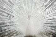 ''White Peacock Rhinestones'' Tempered Glass