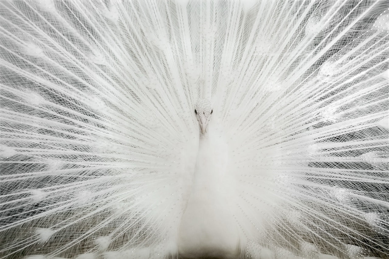 ''White Peacock Rhinestones'' Tempered Glass