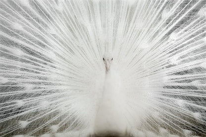 ''White Peacock Rhinestones'' Tempered Glass