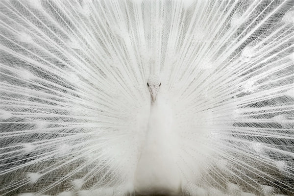''White Peacock Rhinestones'' Tempered Glass