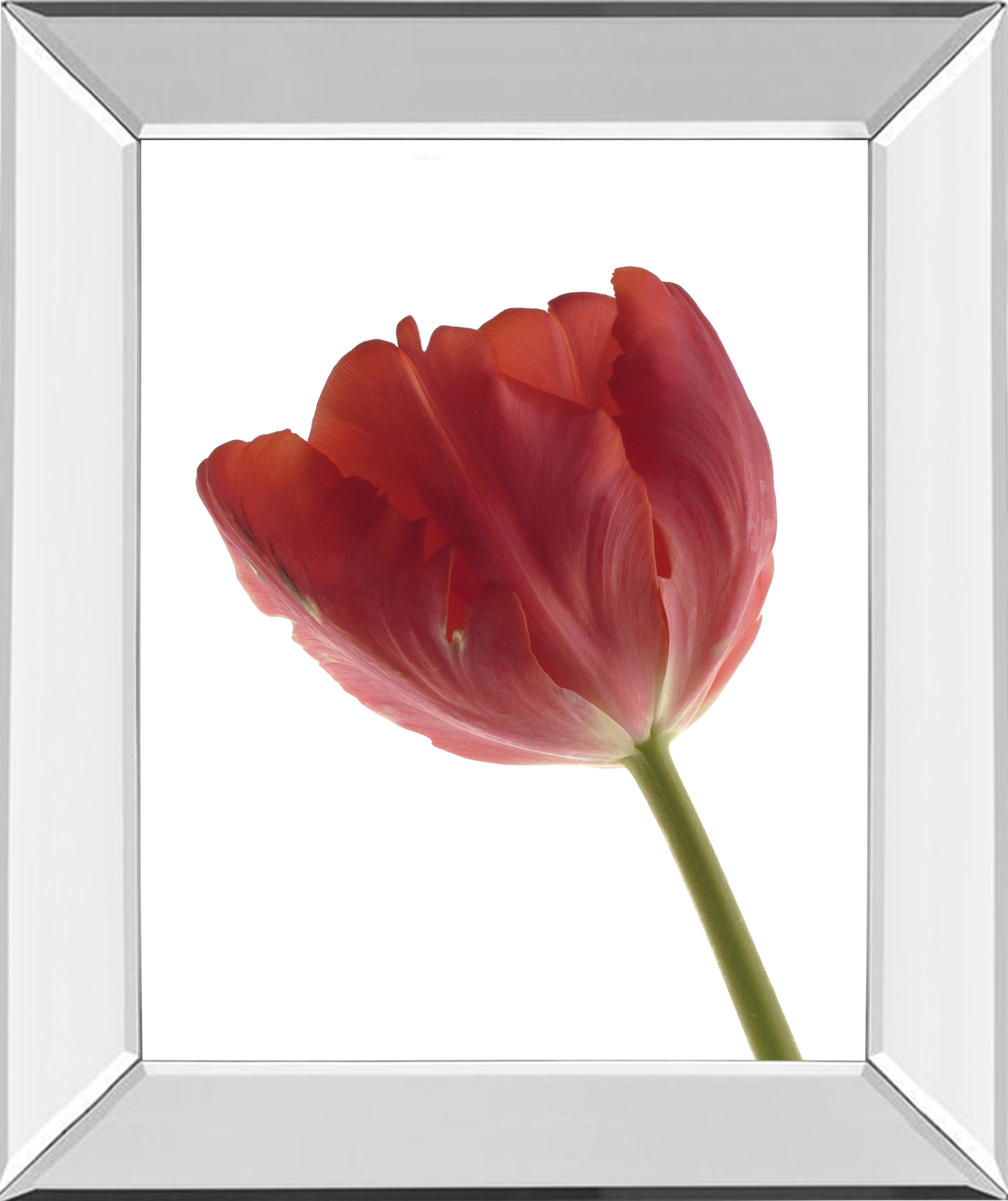 Mirrored Frame Red Tulip By Art Photo Pro