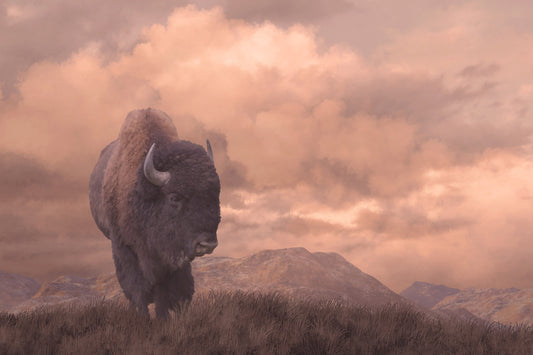 ''Sepia Buffalo'' Tempered Glass