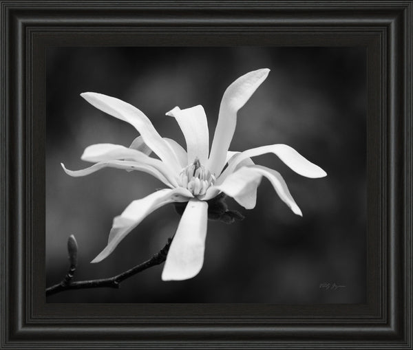 Magnolia Dreams I By Geyman Vitaly