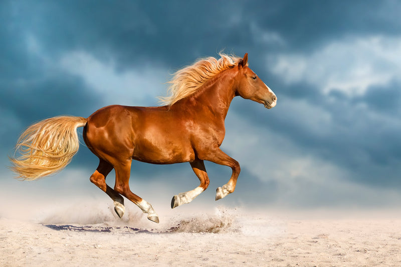 ''Golden Gallop'' Tempered Glass