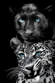 ''Big Cats Play Too'' Tempered Glass