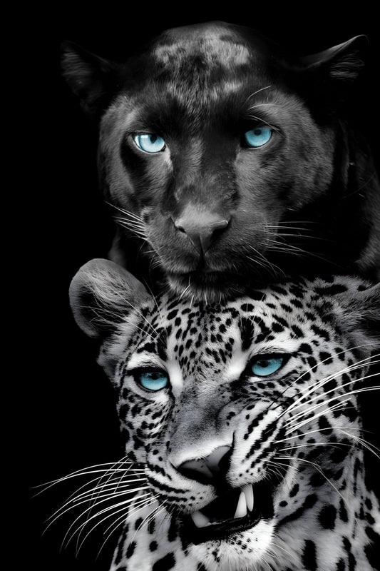 ''Big Cats Play Too'' Tempered Glass