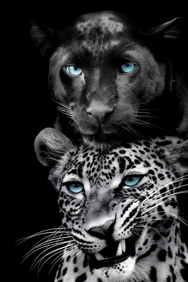 ''Big Cats Play Too'' Tempered Glass
