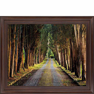 Tree Tunnel By Michael Tunnel