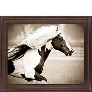 Gypsies Pride By Carol Walker
