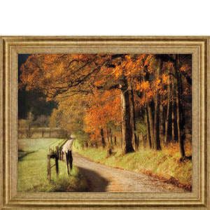 Autumns Morning Light By D. Burt