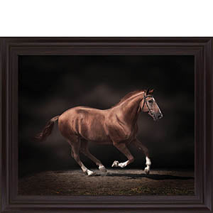 Stallion On Black By Edoma