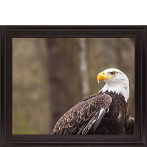 Majestic Eagle By Garytog