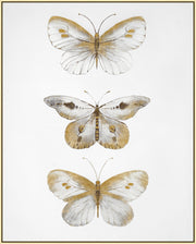 ''Golden Trio Butterfly Study'' Hand-painted Canvas in Frame (set)