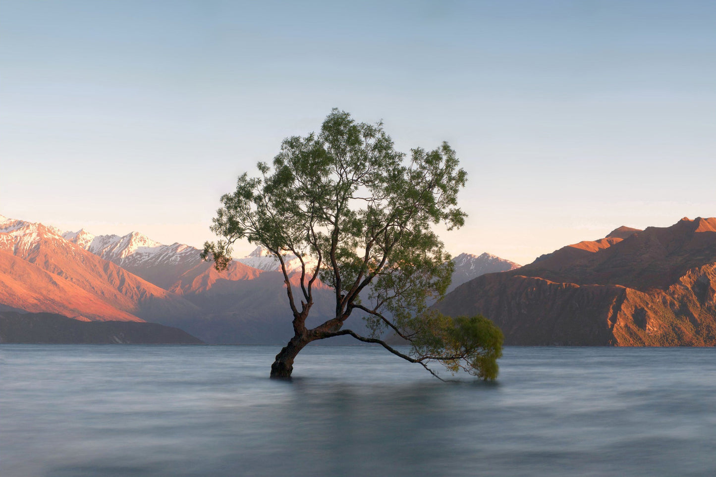 ''Lonely Tree'' Tempered Glass