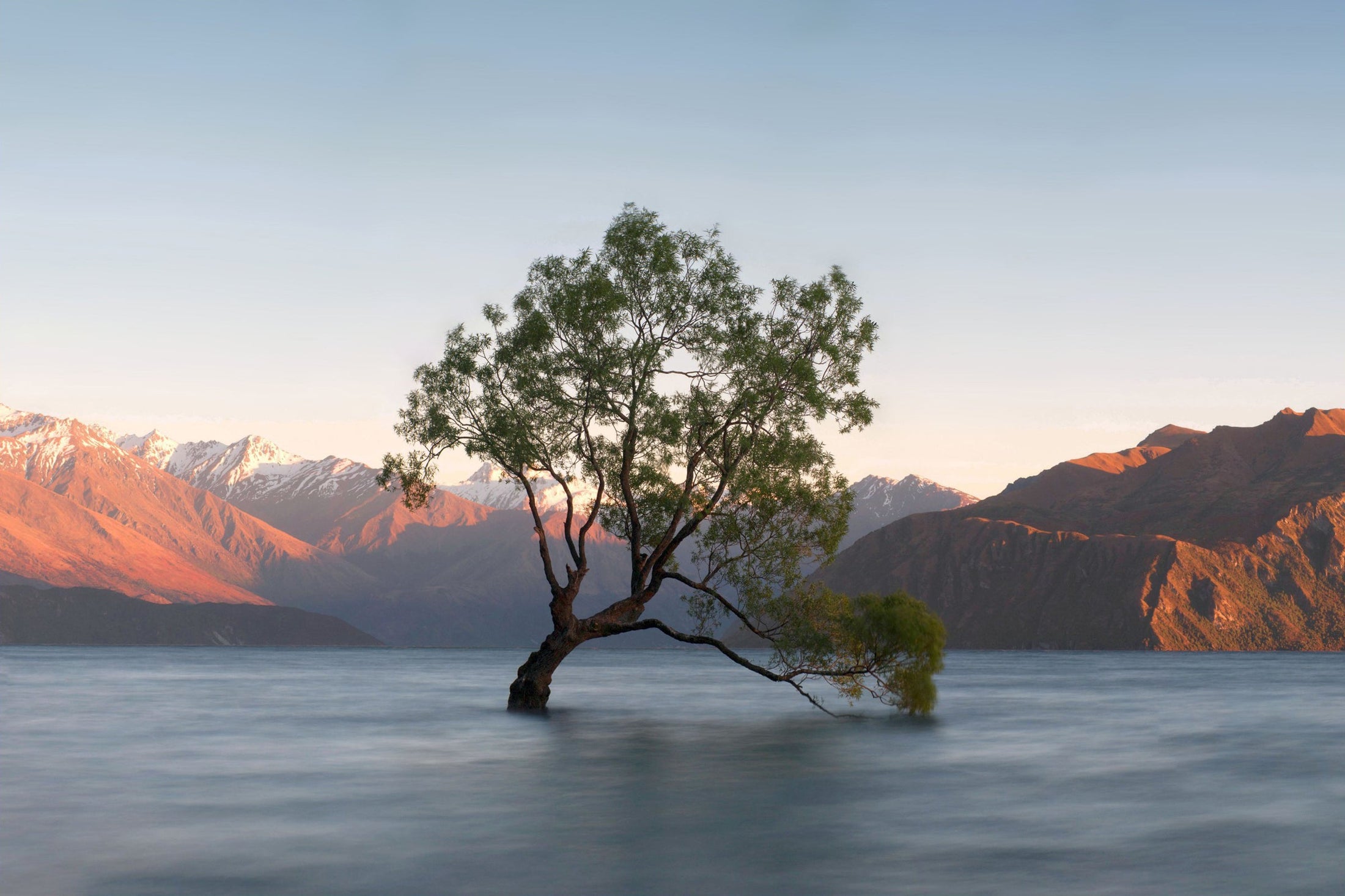''Lonely Tree'' Tempered Glass