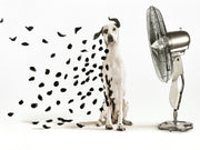 ''Breezy Dalmatian Whimsy'' Hand-painted Wrapped Canvas